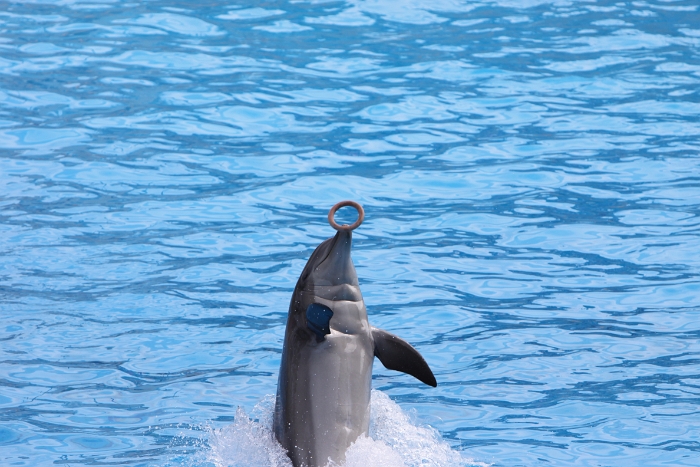 Marineland - Dauphins - 052